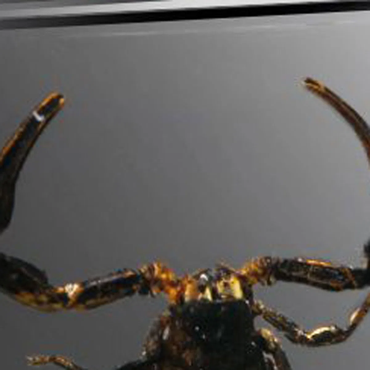 Esemplari di Resina,Prova di Insetti Trasparente,Resina per Insetti,Vero Esemplare di Insetti,Insetto in Resina,Resina di preparatore,preparatori in Classe scientifica,Esemplari di Insetti