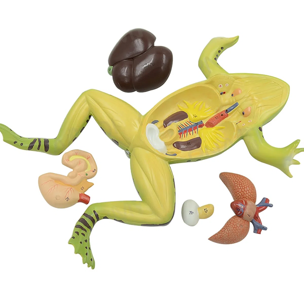 Allargata Rana Anatomia Modello, Simulato rospo Struttura Anatomia Modello con Staccabile organi Interni, PVC Animale Anatomia Modello con segni digitali