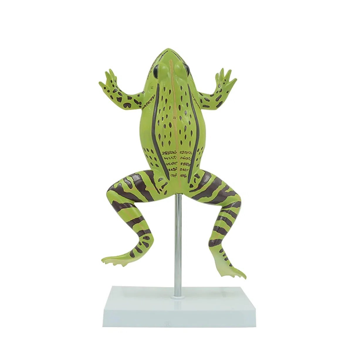 Allargata Rana Anatomia Modello, Simulato rospo Struttura Anatomia Modello con Staccabile organi Interni, PVC Animale Anatomia Modello con segni digitali