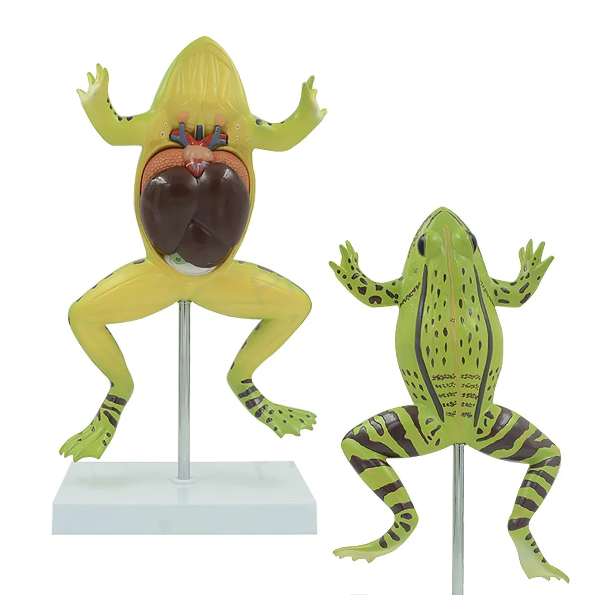 Allargata Rana Anatomia Modello, Simulato rospo Struttura Anatomia Modello con Staccabile organi Interni, PVC Animale Anatomia Modello con segni digitali