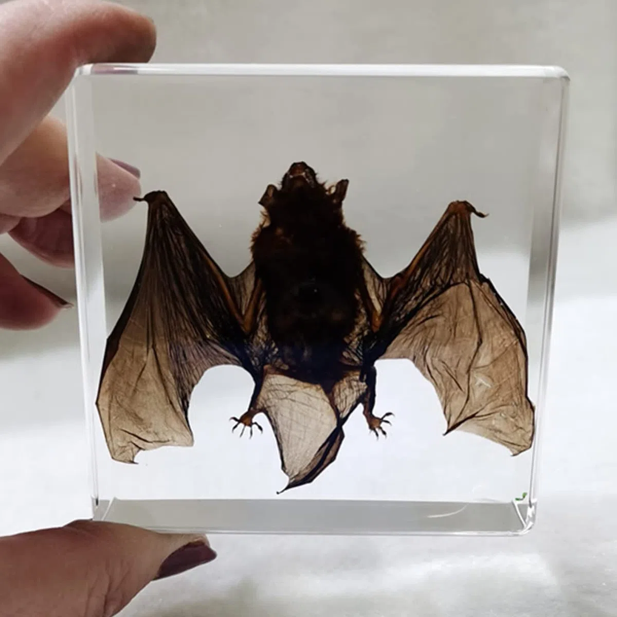 Esemplare di tassidermia di pipistrello, scheletro in resina per l'istruzione scientifica e l'esposizione