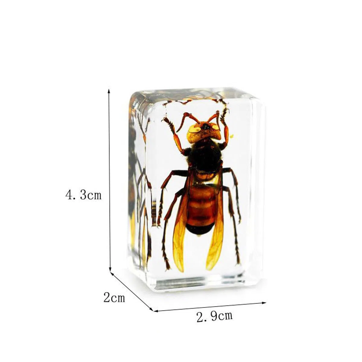 Esemplari di Resina,Prova di Insetti Trasparente,Resina per Insetti,Vero Esemplare di Insetti,Insetto in Resina,Resina di preparatore,preparatori in Classe scientifica,Esemplari di Insetti