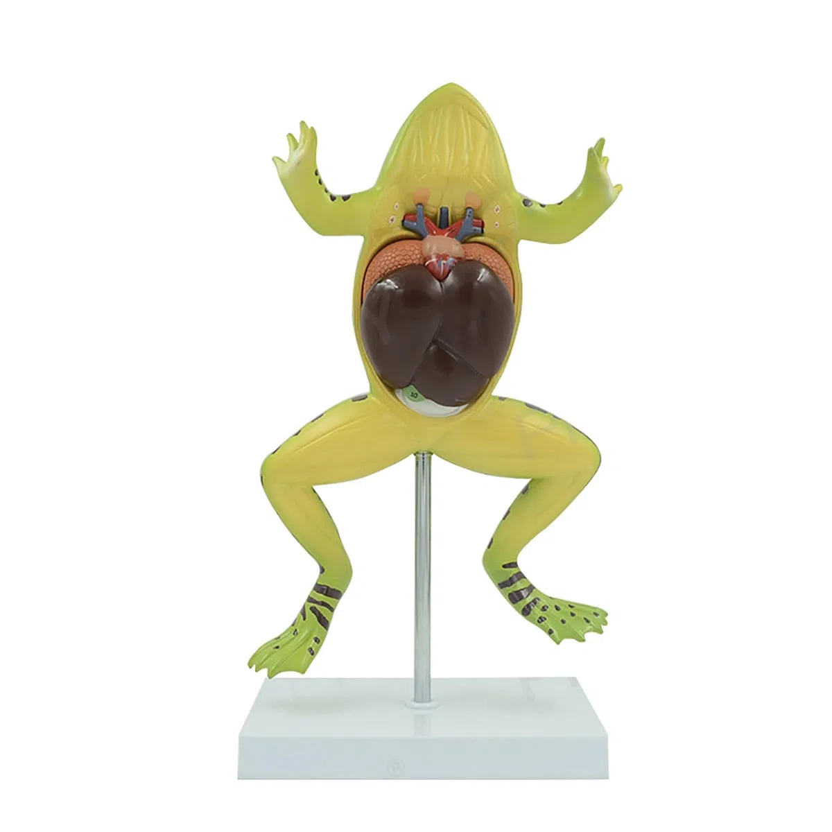 Allargata Rana Anatomia Modello, Simulato rospo Struttura Anatomia Modello con Staccabile organi Interni, PVC Animale Anatomia Modello con segni digitali