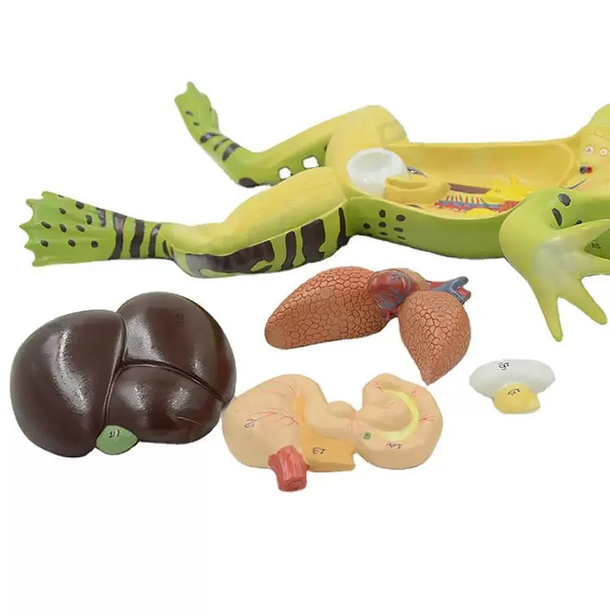Allargata Rana Anatomia Modello, Simulato rospo Struttura Anatomia Modello con Staccabile organi Interni, PVC Animale Anatomia Modello con segni digitali