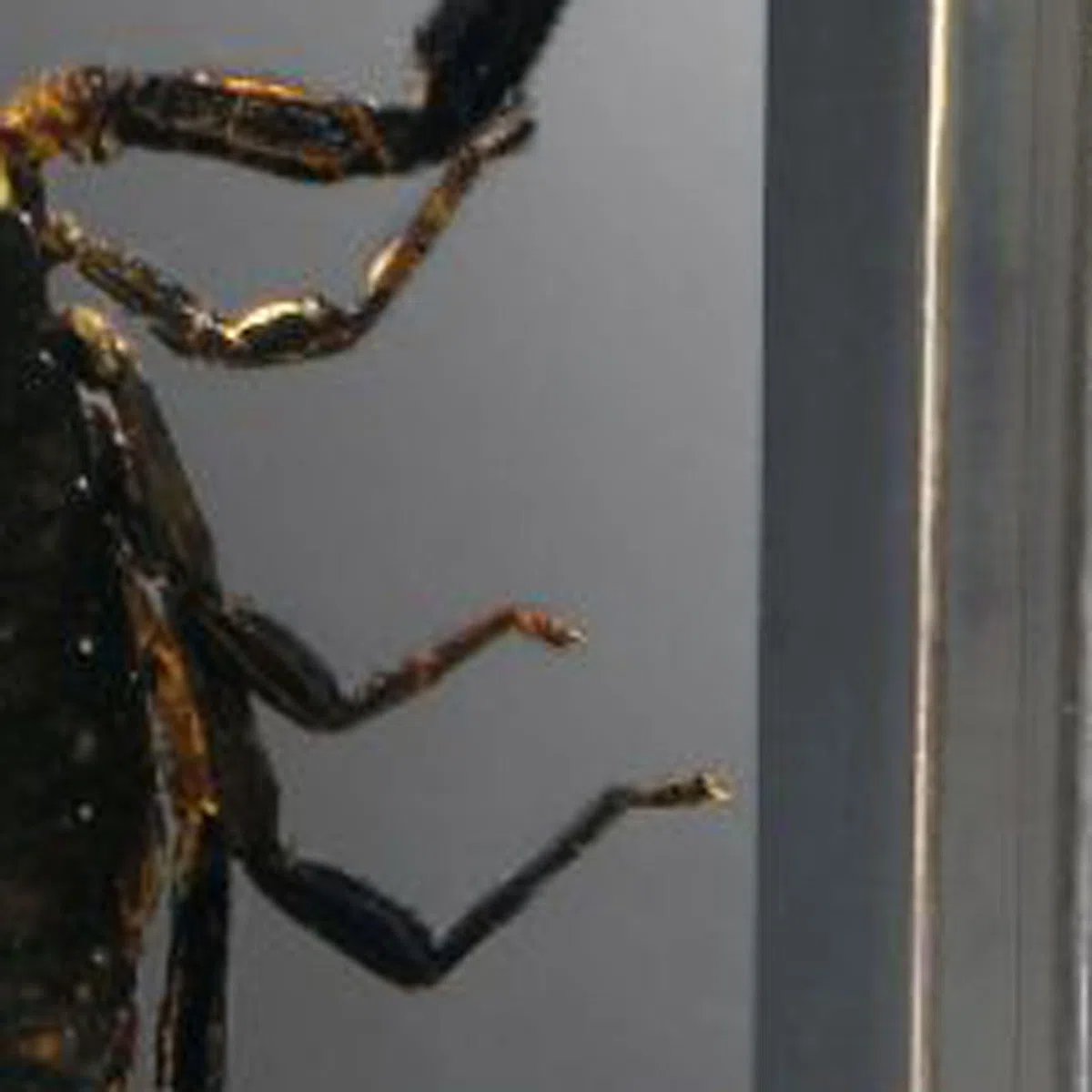 Esemplari di Resina,Prova di Insetti Trasparente,Resina per Insetti,Vero Esemplare di Insetti,Insetto in Resina,Resina di preparatore,preparatori in Classe scientifica,Esemplari di Insetti